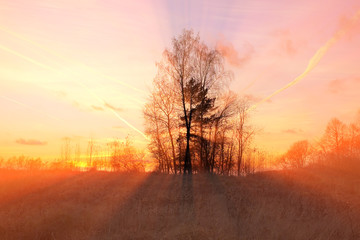 Magical sunrise with tree
