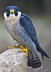 Peregrine Falcon