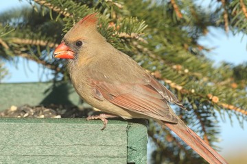 Female Northern Cardinal (cardinalis) on a Feeder