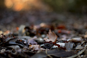 autumn