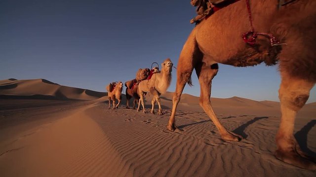 Camel caravan in the Desert, Passing Through