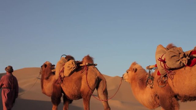 Camel caravan in the Desert, Passing Through
