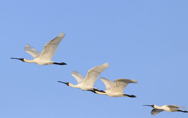 Royal Spoonbill birds in flight with blue sky