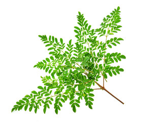 Moringa leaves on white background