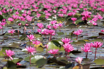 red water lily flower in the pond