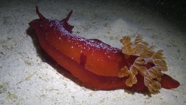 Spanish Dancer nudibranch shellfish underwater on sandy bottom of Red sea. Hexabranchus sanguineus mollusk.