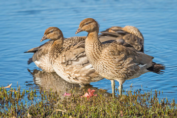 Australian Wood Duck
