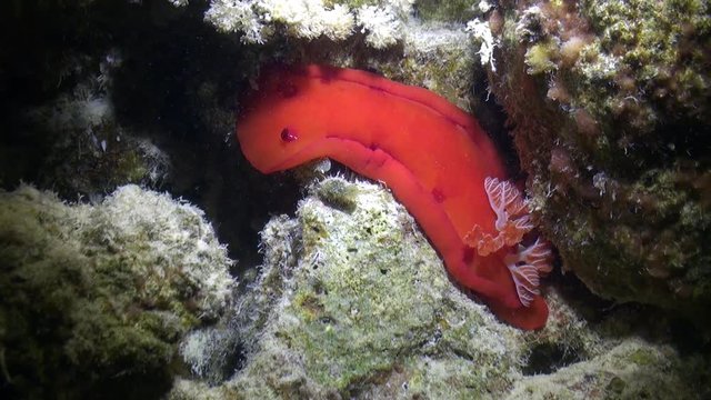 Red Spanish Dancer nudibranch sea slug underwater on sandy bottom. Hexabranchus sanguineus mollusk.