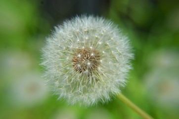 Dandelion