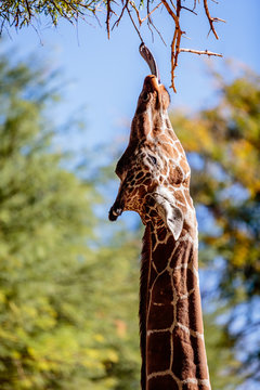 A giraffe reaches with his tongue for the leaf just out of reach. Reid Park Zoo in Tucson, Arizona.