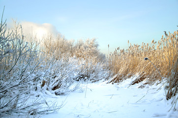 winter forest covered with frost