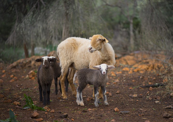Winter Lambs and Ewe in Olive Grove - obrazy, fototapety, plakaty