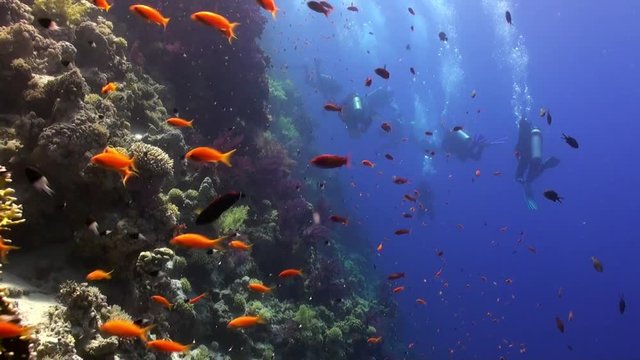 Scuba diving near school of fish in coral reef relax underwater Red sea. Video about marine nature on background of beautiful lagoon.
