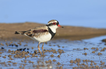 Black fronted dotterel on lake shore