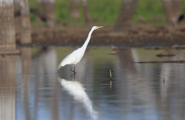 Great Egret wading in shallow water wetland