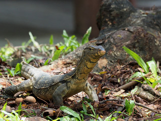 voranus in garden seeking something to eat