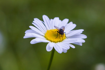 Obraz premium Fly on daisy