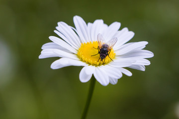 Obraz premium Leć na stokrotce