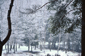 winter landscape and snowfall