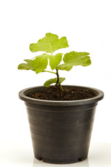 Fig Tree Panache with fruits in pot  on white