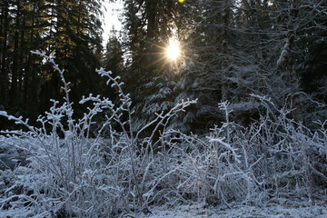 Frost Forest