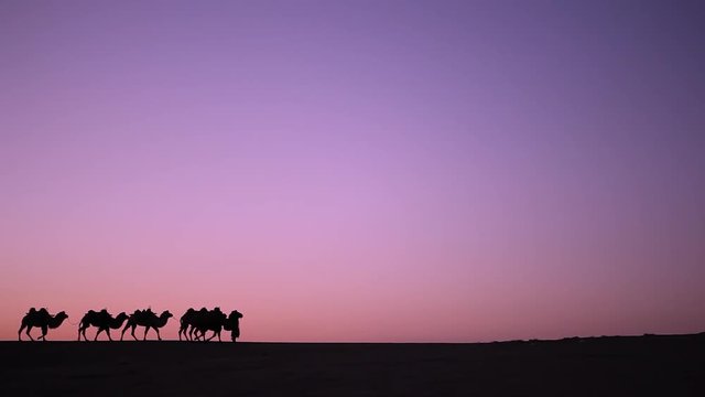 Camel Caravan Silhouette at sunset in the middle of the desert 