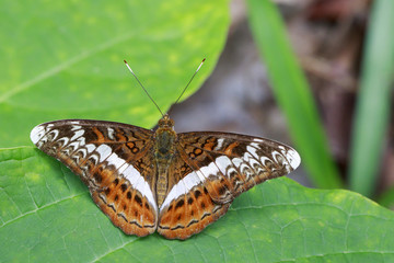 Image of The Knight butterfly (Lebadea martha Fabricius, 1787) on green leaves. Insect Animal