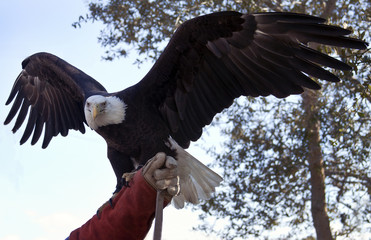 The Eagle Flies High