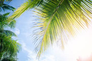 Fototapeta premium Palm trees against blue sky Palm tree at tropical coast vintage toned and stylized coconut tree