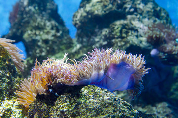 coral in deep blue sea
