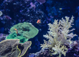 coral in deep blue sea