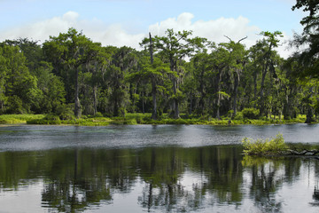 Fototapeta na wymiar Floating Down the River in a Florida State Park