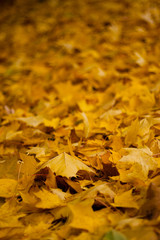 Soft Focus Fallen Orange Leaves 