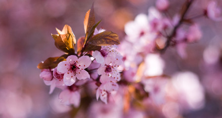 Obraz premium Soft Image of Pink Spring Cherry Blossoms