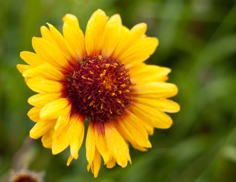 Macro Image of Yellow Wild Flower