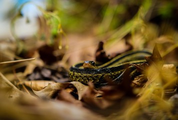 snake in the garden