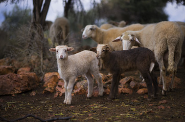 Winter Lambs and mother ewe in Olive Grove - obrazy, fototapety, plakaty