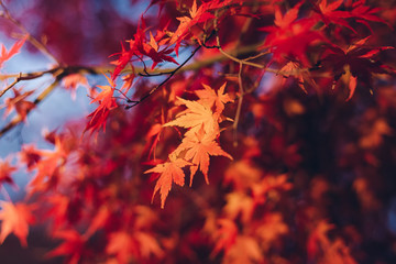 Red maple leaves in autumn season with blue sky blurred background, taken from Japan.