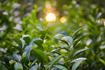 Close up tea plantation leaf and fuzy sunlight at the background