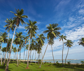 Fototapeta na wymiar Palm tree over horizon in tropic landscape