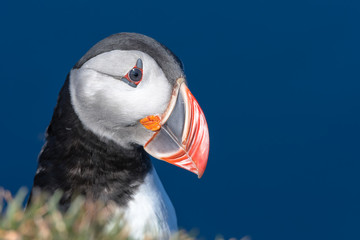 Puffin enjoys a beautiful day on the Langanes Peninsula in North Iceland
