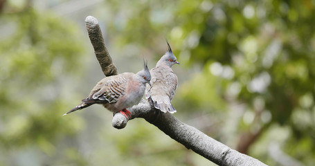 Pair of crested pigeon