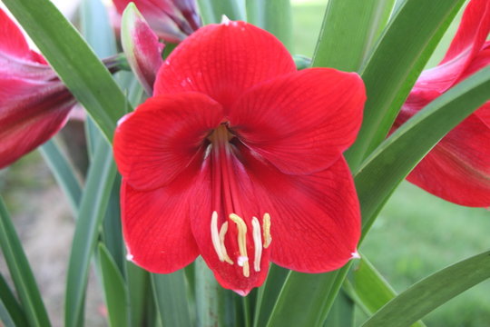 red flower 