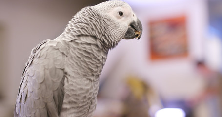African grey parrot eating sunflower seed