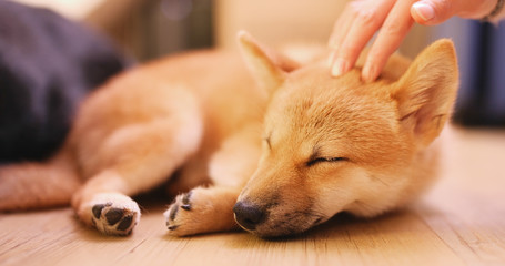 Pet owner caress on little puppy shiba inu dog