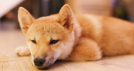 Shiba Inu sleeping on floor