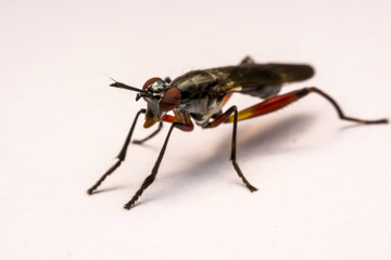 Fototapeta premium Close up robber fly isolated on white background