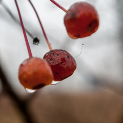 Raindrops on the fruits of Crabapple, Malus or Wild apple, tree on a rainy autumn morning