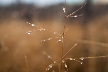 Change of seasons concept: mist droplets on the faded yellow grass, reeds in the late autumn morning