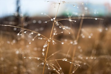 Change of seasons concept: mist droplets on the faded yellow grass, reeds in the late autumn morning